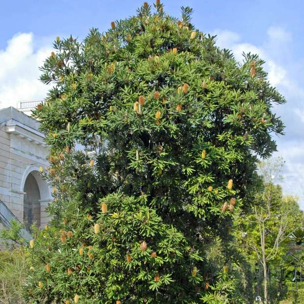 Mature banksia beside a Northern Beaches home