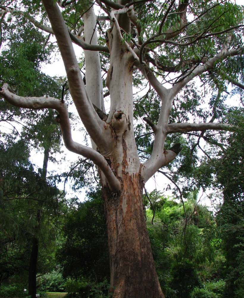 Mature Sydney blue gum canopy on the Northern Beaches