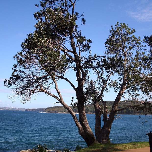 Coast banksia on a Northern Beaches headland