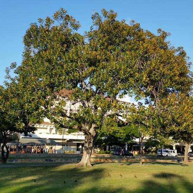 Port Jackson fig in a local reserve