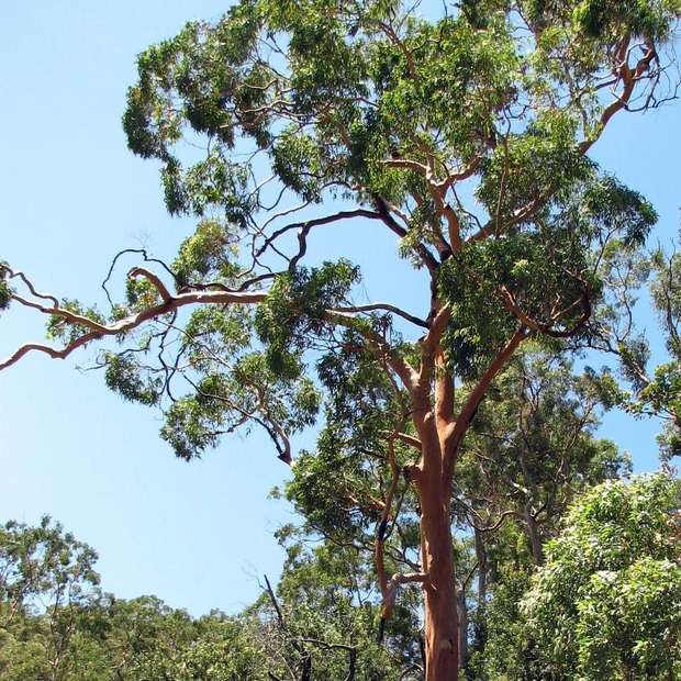 Sydney red gum, or angophora, against the sky